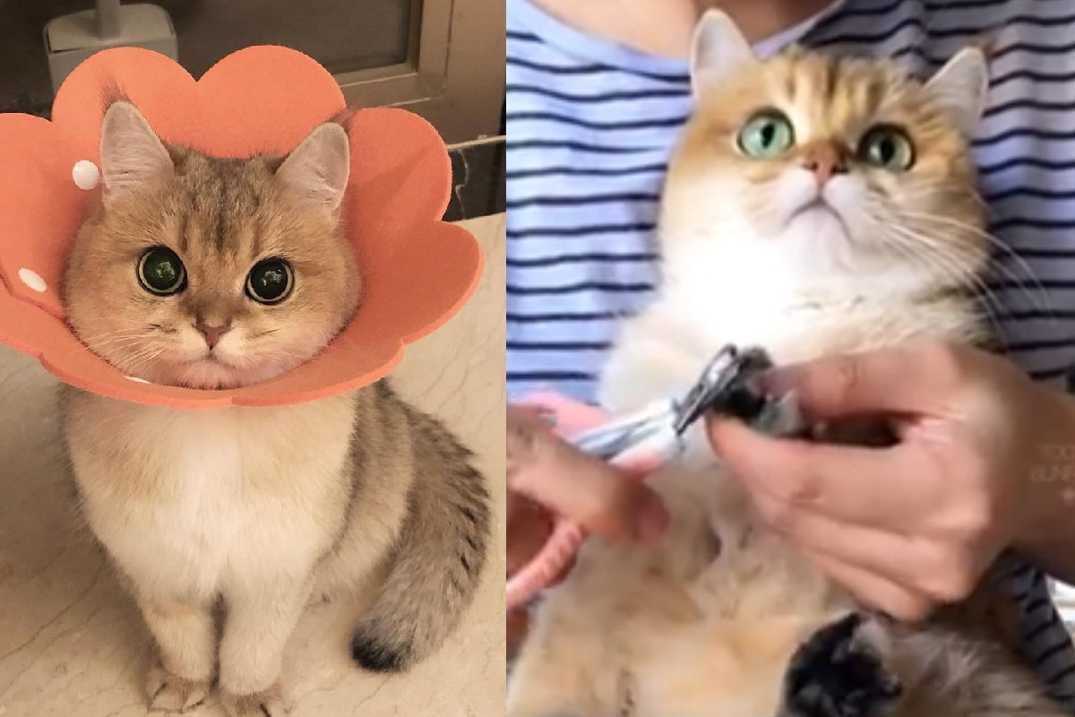 等兩年，大眼萌貓終於乖乖坐懷中「剪指甲」！（圖／Instagram＠tootie_bunface）