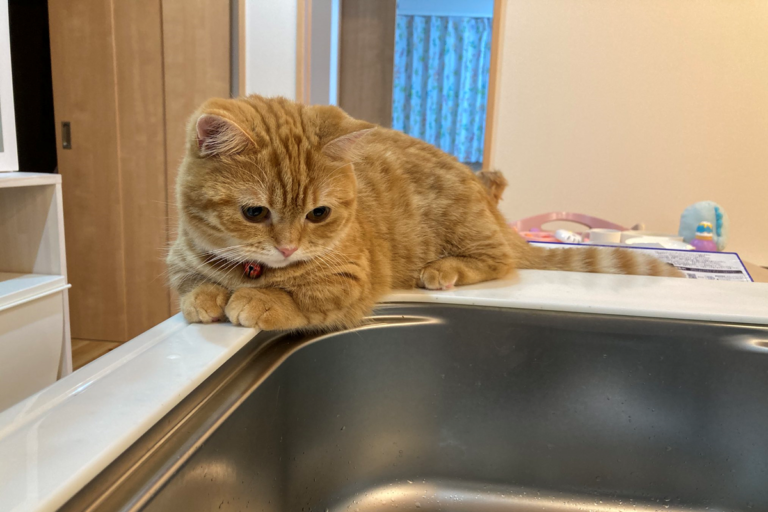 日本一隻橘貓從小到大習慣趴看主人洗碗！（圖／Twitter@puuuutttyo）