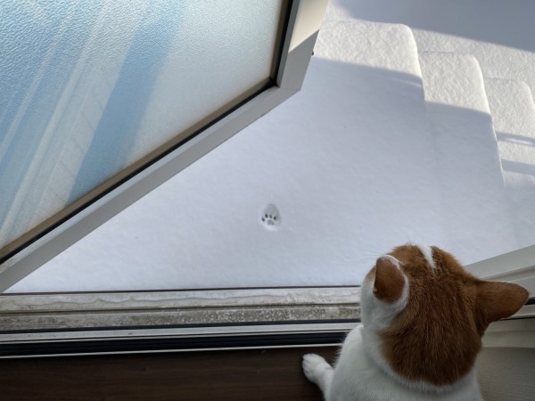貓咪想出門玩踏上積雪第一步秒放棄　網笑：體驗過就好！