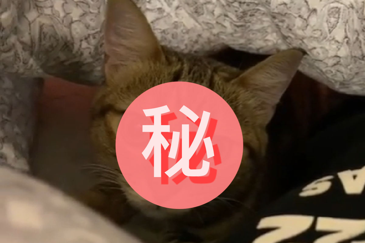 被窩裡重重的，掀開是一隻超萌「絨毛大物」！（圖／Instagram＠kongsheeemi）