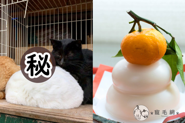 影／白貓睡覺縮成「一團喵」　他放橘子一秒變身成「鏡餅」

