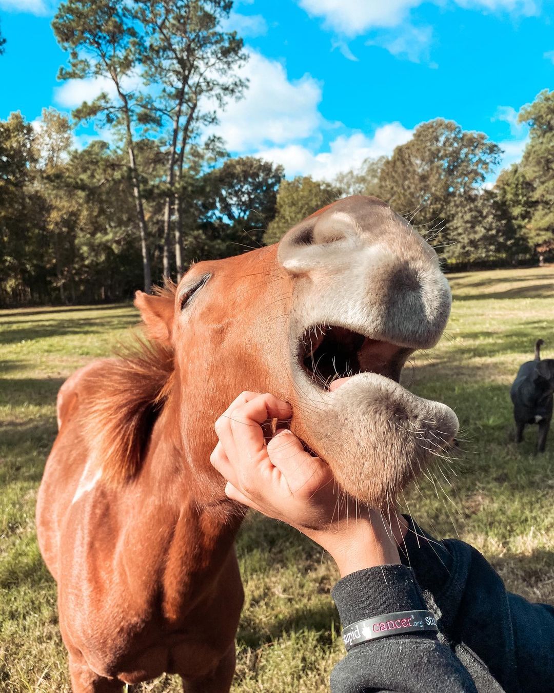 喔喔喔喔喔！！！喜歡！！（圖／Instagram@ropinyates）
