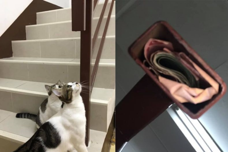 浪貓盯樓梯狂喵！她蹲下一看「整疊鈔票」驚呆：是招財貓
