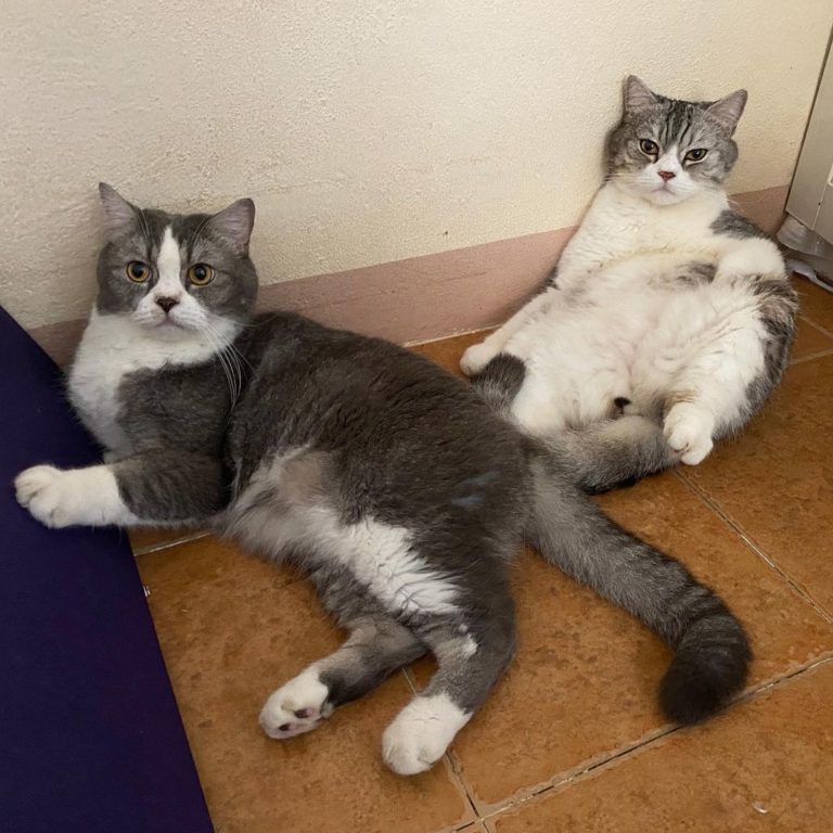主角是右邊的貓貓（圖／Instagram＠forphone.cats）