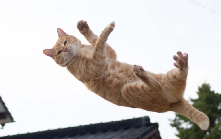 攝影師幻想拍出帥氣「跳躍貓咪」　一看成果笑說：失敗了！