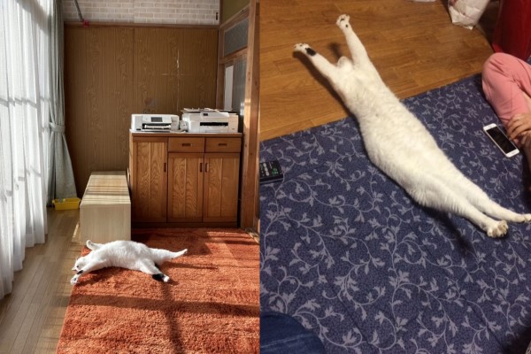 黑白貓爽睡暖床　天亮了還「無法起身」：我就廢！
