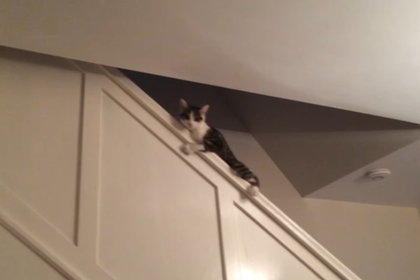 貓皇懶得走樓梯用「這方法」下樓　網驚：竟然還會剎車！