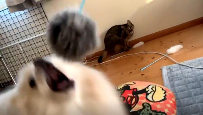 不斷朝貓咪狂揮逗貓棒　竟引來「小毛球」主人笑：你是貓？