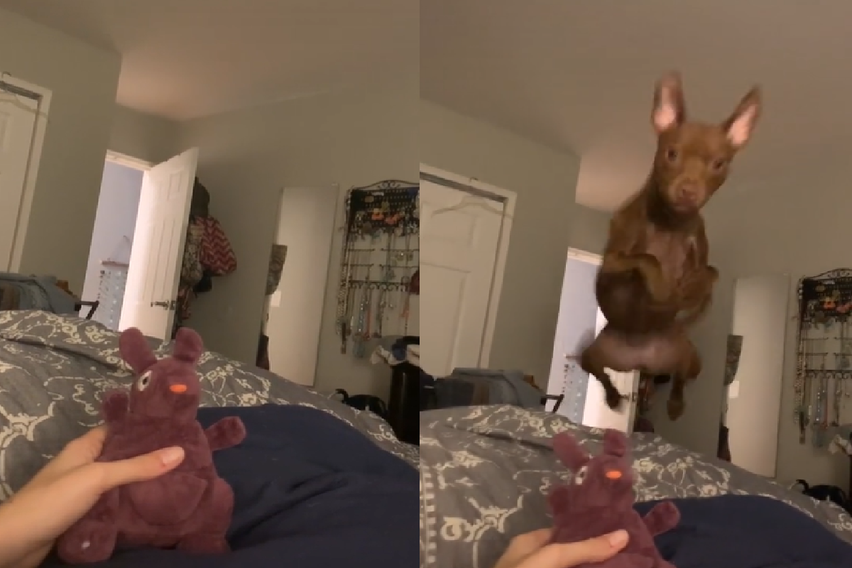 按壓發聲娃娃召喚「小小毛怪」，牠立馬閃亮登場！（圖／TiKTok＠ms_blizzy）