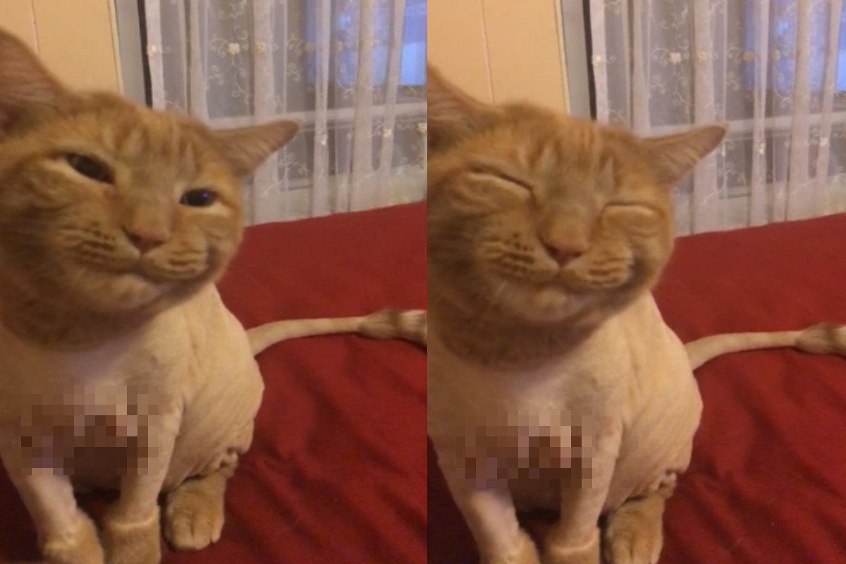 橘貓因為肚子餓，竟然上演吃起「國王的罐罐」（圖／翻攝自reddit@KirilForReal）