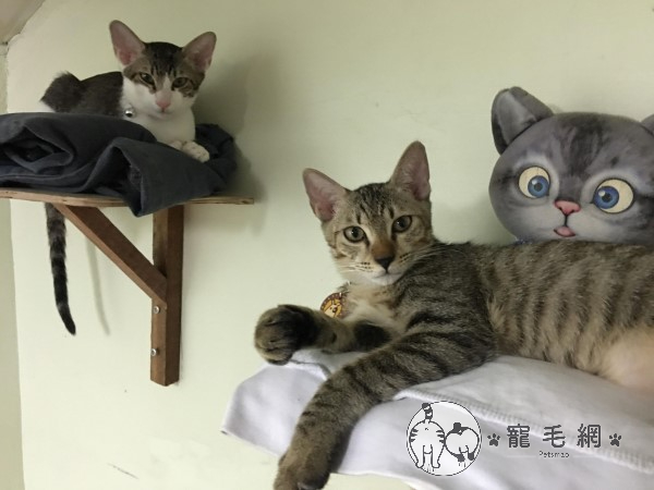 奴才將睡窩改造「樓中樓」誘拐主子入住　網笑：竟有這招！