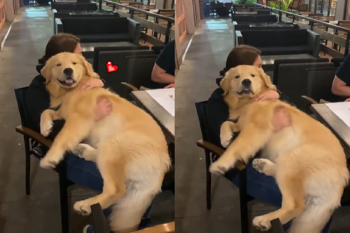 巨大金金化身「超萌狗娃娃」躺主人懷中傻笑。（圖／Instagram＠agoldennamedkevin）