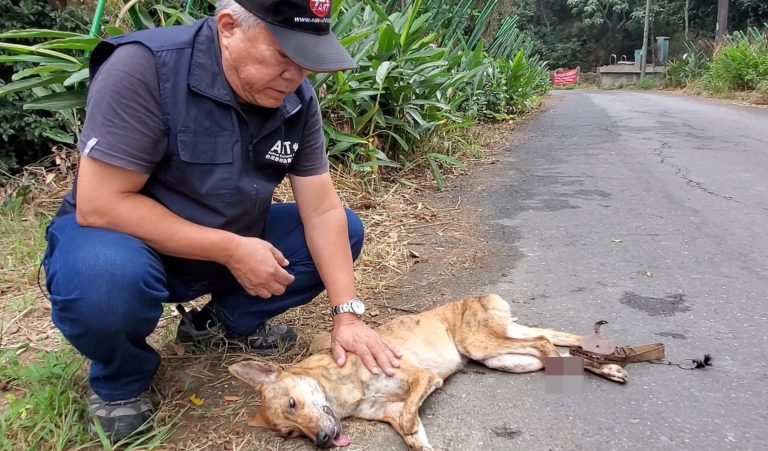 3浪犬遭困陷阱1死2重傷　民眾暗夜聽慘叫：好像怨靈在怒吼