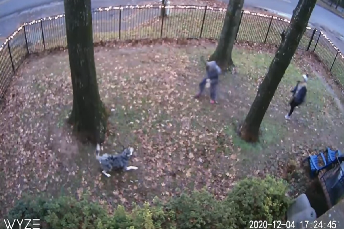 傾盆大雨主人想進屋，狗狗卻「當遊戲」滿庭院跑！（圖／Facebook＠Taylor Reed）