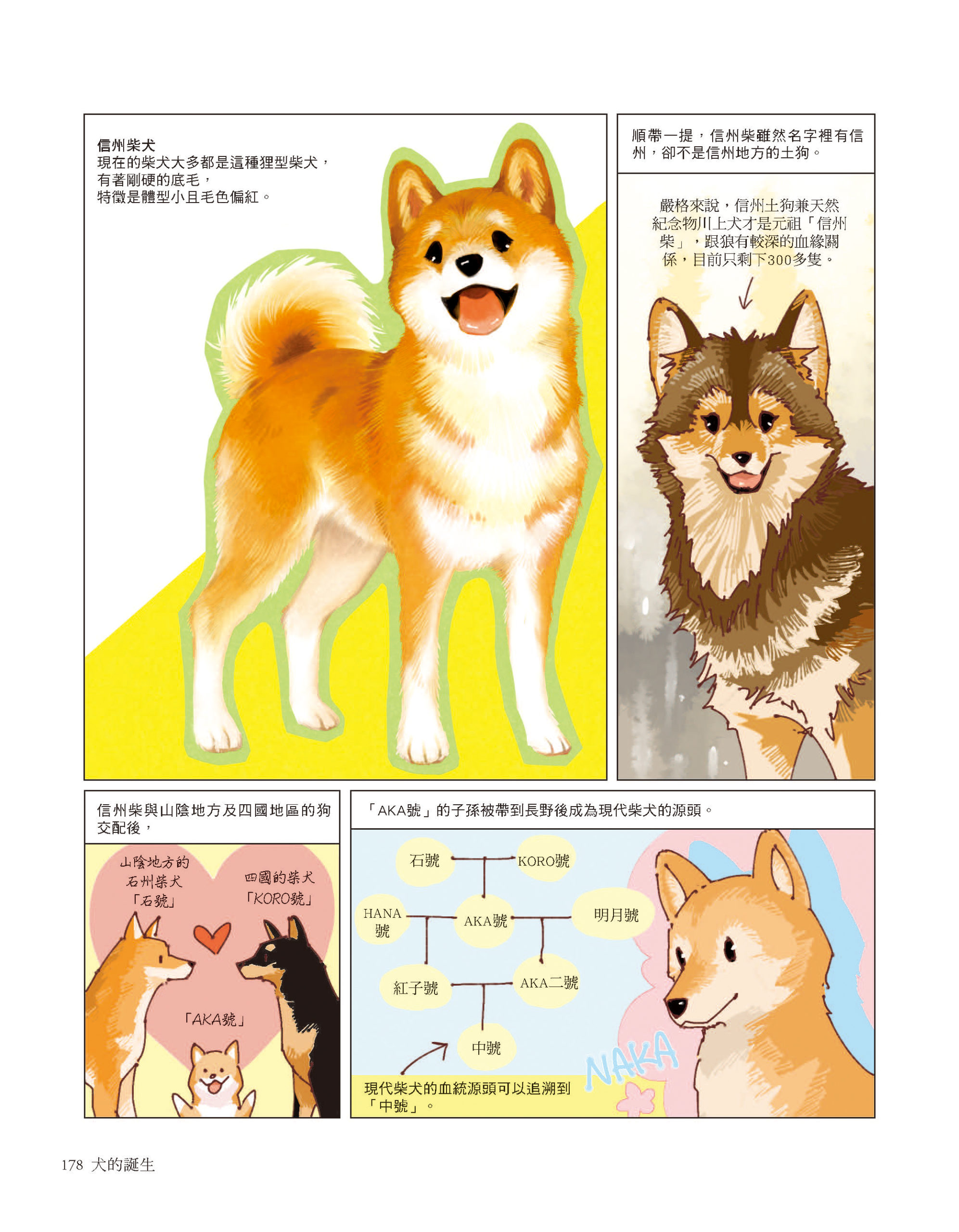 柴犬是日本的天然紀念物　《犬的誕生》一覽柴柴的身世之謎