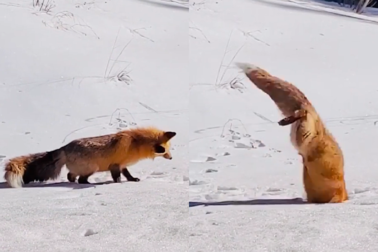 狐狸腦袋左扭右扭好疑惑，下一秒突然「跳進雪裡」挖寶！（圖／Instagram＠adam_braden）
