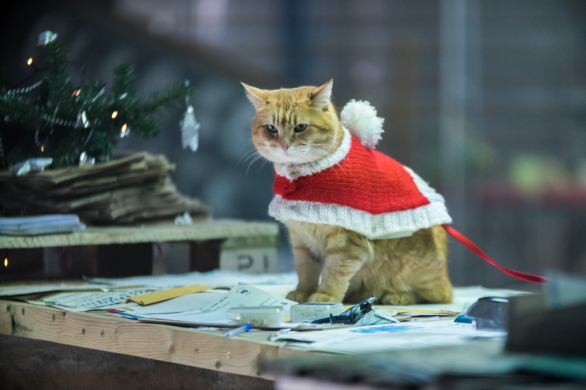 《再見街貓BOB》正宗續集暖心上映，一睹BOB最後可愛身影（圖／采昌國際多媒體提供）