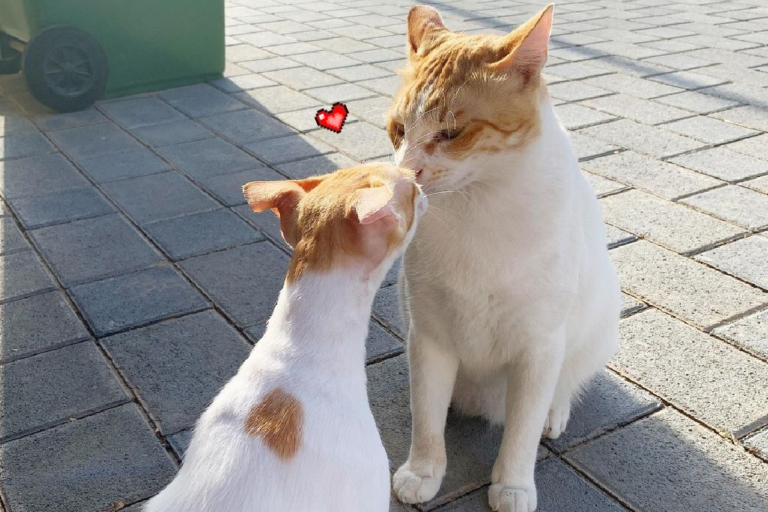 小橘貓遇見「長大版」自己，疑惑的向牠碰鼻打招呼！（圖／Instagram＠daisynnugget）