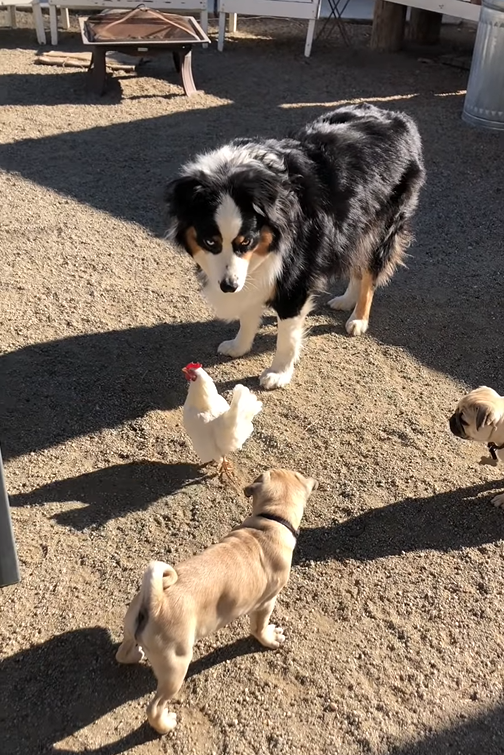 2隻小屁狗跟前跟後邀玩　咕咕雞煩到「搬救兵」喘息