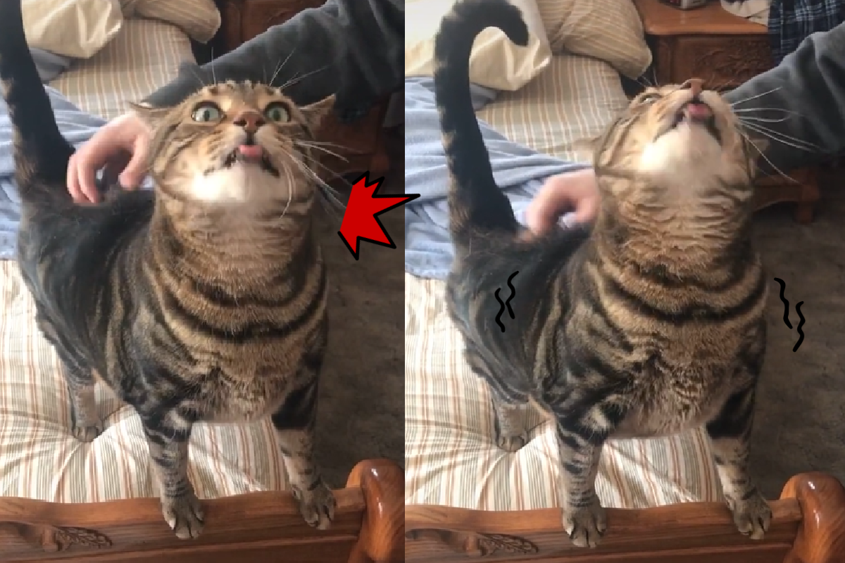 主人幫抓屁屁，虎斑貓舒服到「要要要」一直叫！（圖／TiKTok＠jandbsmommy）