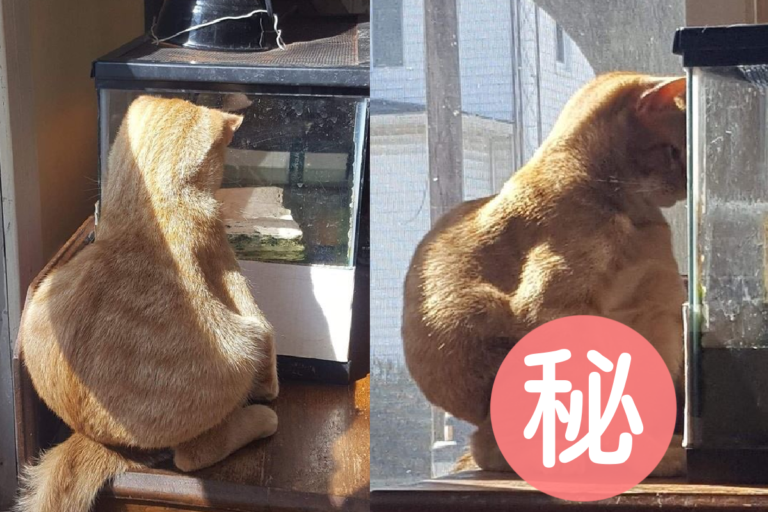 貓貓額頭貼玻璃　「亞洲蹲」超嚴肅凝視水族箱！
