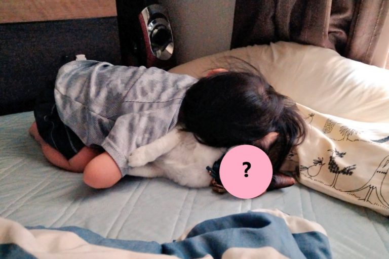 日本一名小貓奴狂抱三花貓（圖／twitter@asano0912）