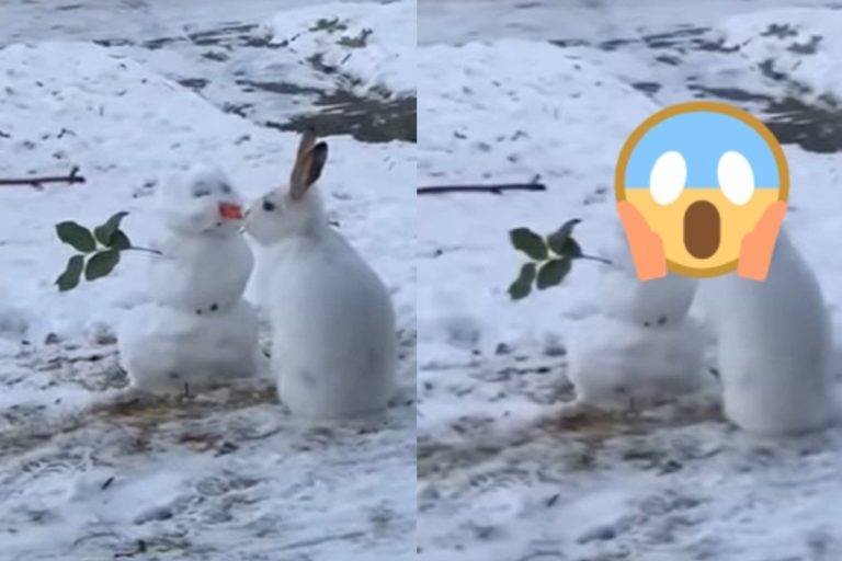 加拿大一家庭看到野生兔兔與院子裡的雪人「交朋友」（圖／翻攝自Youtube@Hannah B）