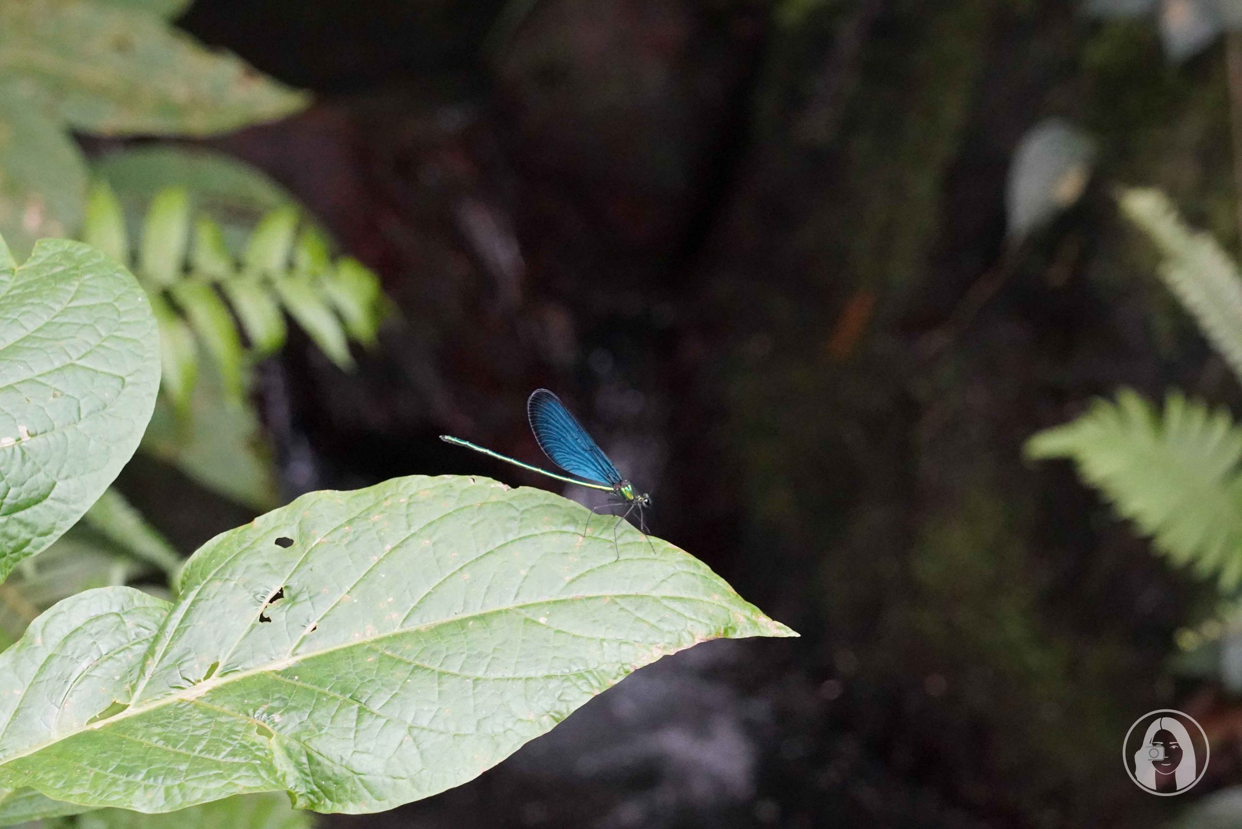 ▲與碧綠溪谷相比美的藍蜻蜓，輕巧地停在葉緣末稍。（圖／說走就走! V歐妮旅行攝）