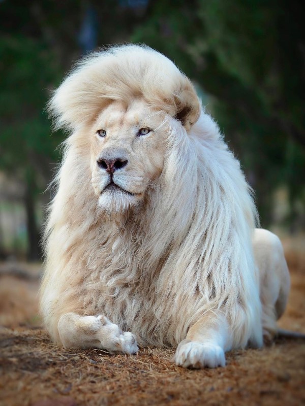 攝影師捕捉白獅「甩髮」超美瞬間　網讚：洗髮精廣告輸了！