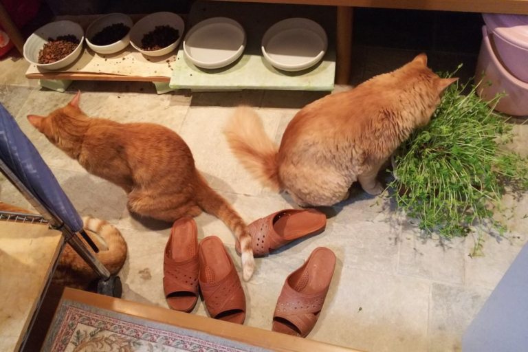 推主發現院子裡有一隻「柴柴」與2隻橘貓（圖／Twitter＠yuzu_kazura）