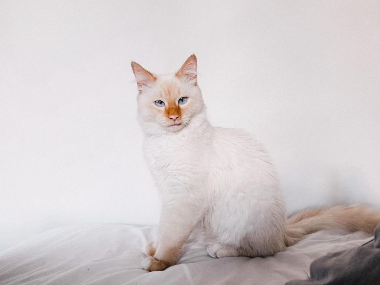 遠看是一隻雪白美麗的貓（圖／Instagram＠meow.tilopa）