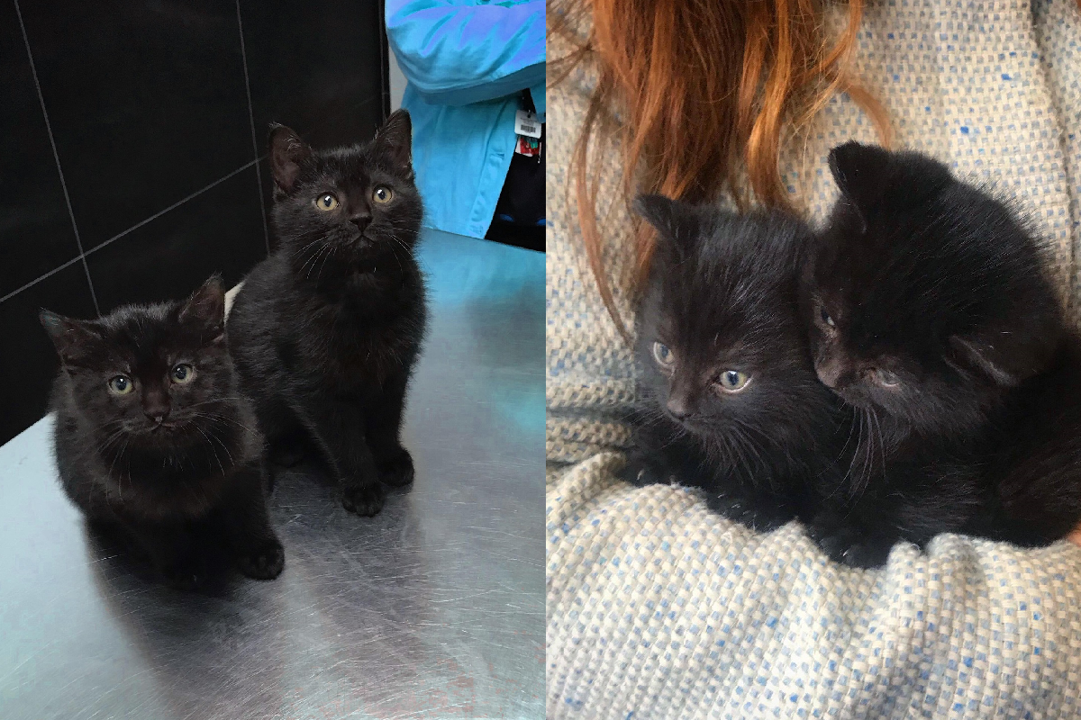 在庭院發現兩隻「孤兒貓」，緊緊相依求一個溫暖的家！（圖／Facebook＠Chatons Orphelins Montréal – COM – Réseau d’entraide, sauvetages, adoptions）