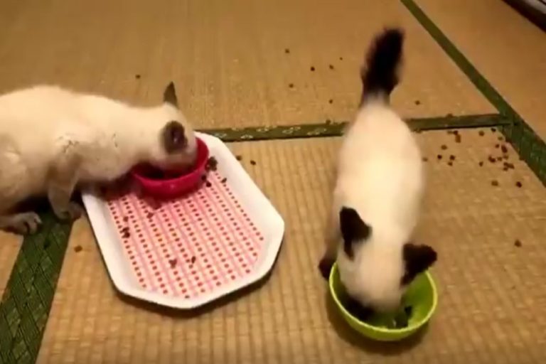 兩隻小貓一看見食物變得超級激動（圖／翻攝自Twitter@nekokatsu_1）