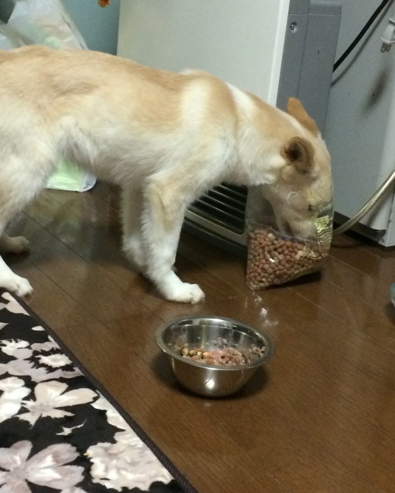 白汪有飯不吃竟一頭塞飼料袋　狗：「吃把費比較香啊！」