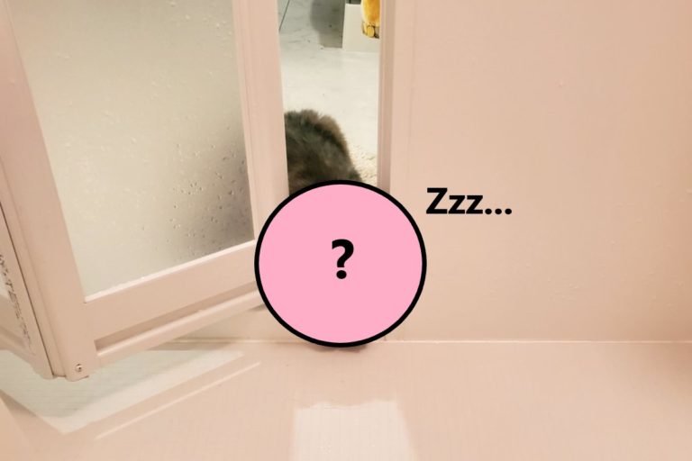 主人洗澡遇「跟蹤狂」偷窺　其中一隻竟夾在門縫中睡著！
