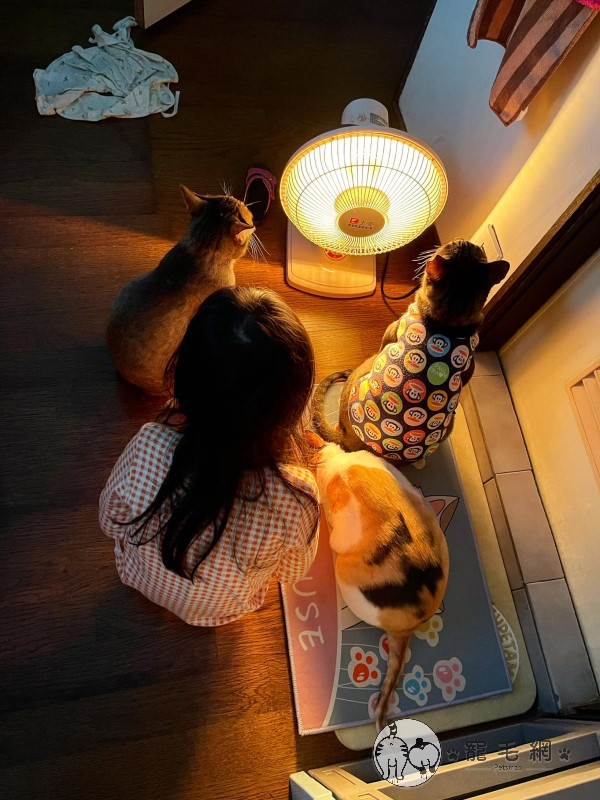 新年驚見4寶進行「邪教儀式」媽嘆：小孩別跟貓一起養！
