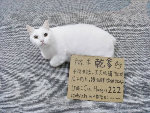 白貓太貪吃奴才惡搞幫牠「徵乾爹」網笑翻：想報名！