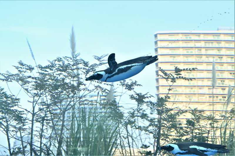 日本企鵝飛起來了！呆萌模樣讓人驚呼「好療癒」