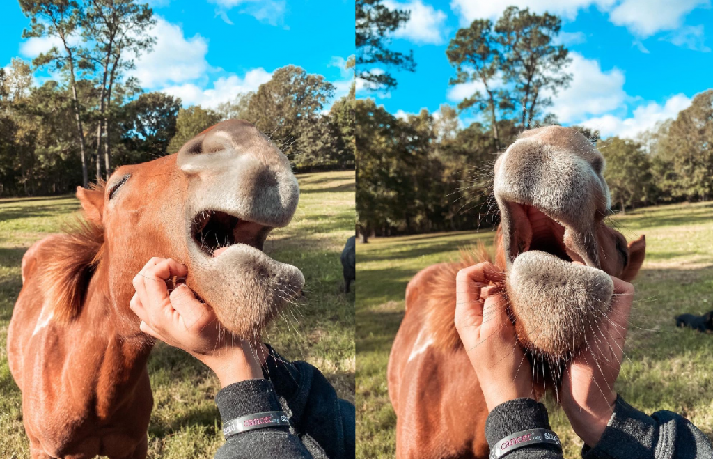 ▲剽悍帥馬腿超長，主人一搔下巴「全崩壞」：好蘇湖阿～（圖／Instagram@ropinyates）
