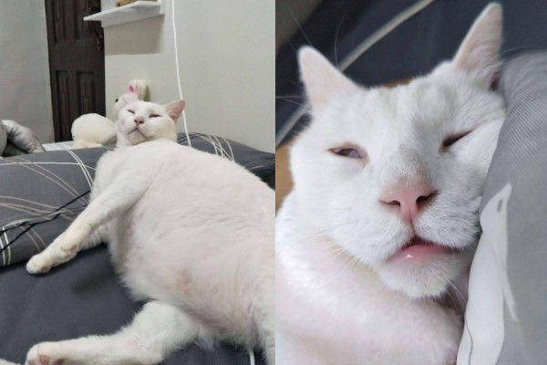 白貓太貪吃奴才惡搞幫牠「徵乾爹」網笑翻：想報名！
