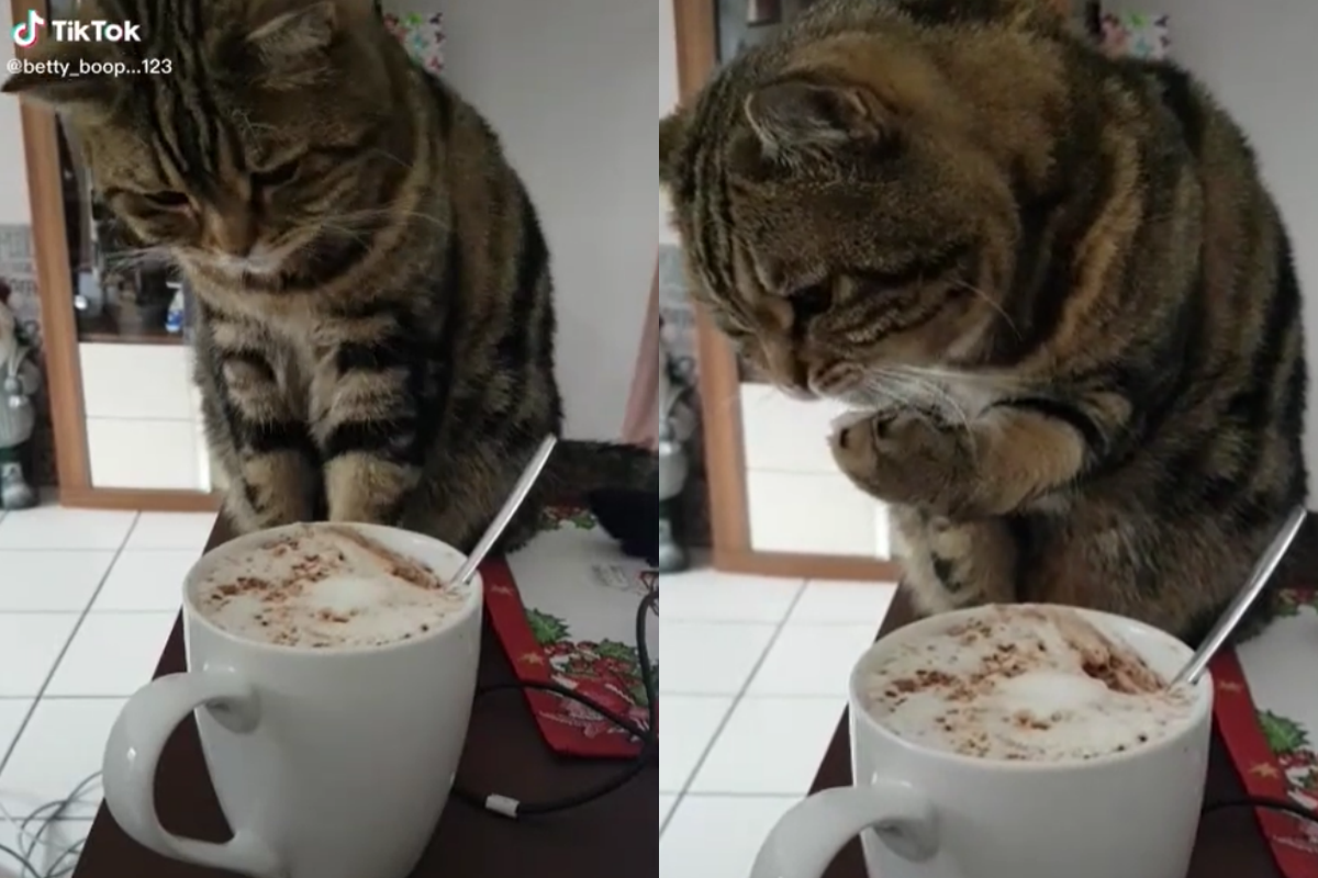 豪華飲料放旁邊，一隻「小毛手」偷偷摸摸抓上來！（圖／TiKTok＠betty_boop…123）