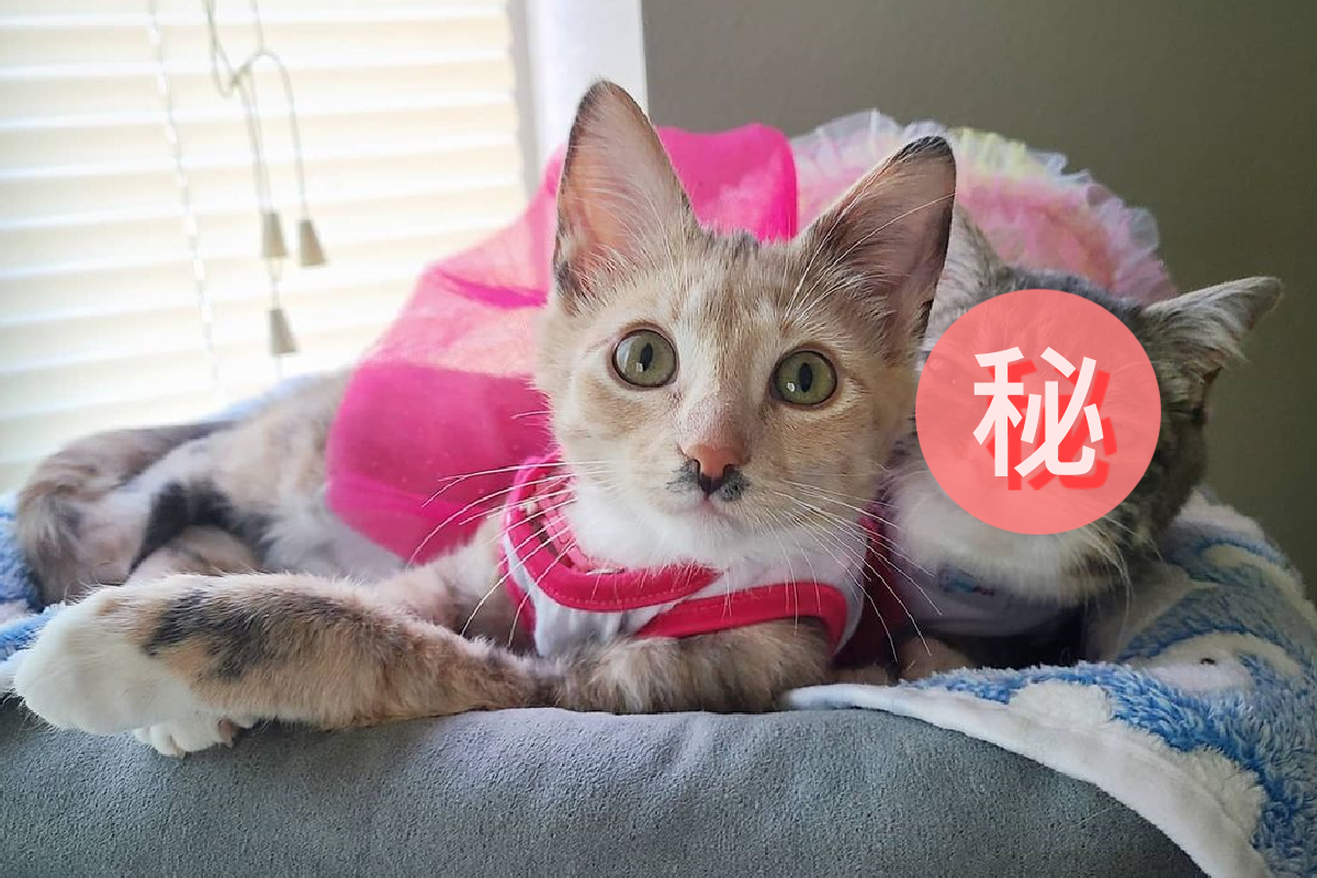 侏儒貓天生表情特別，看起來超嘲諷！（圖／Instagram＠winkythedwarfca…