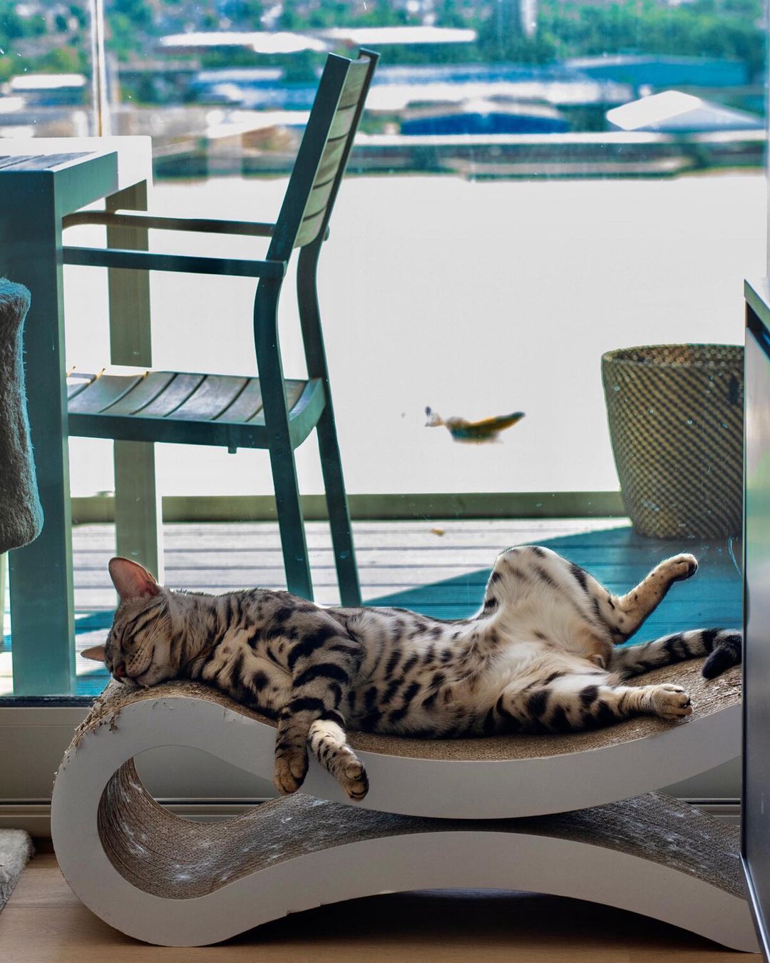 把貓抓板當躺椅躺！？（圖／Instagram＠gato.bengal）