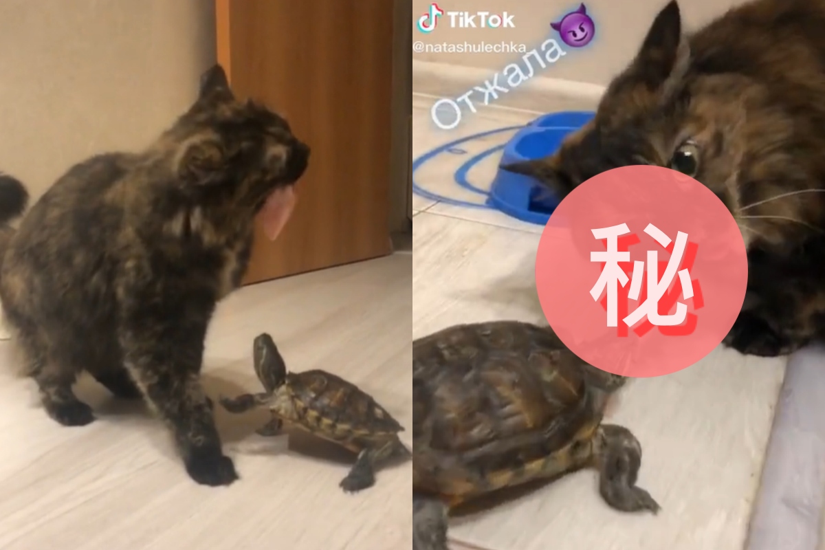 看到食物，膽大烏龜光速搶走「貓咪嘴中食物」（圖／TiKTok＠natashulechka_）