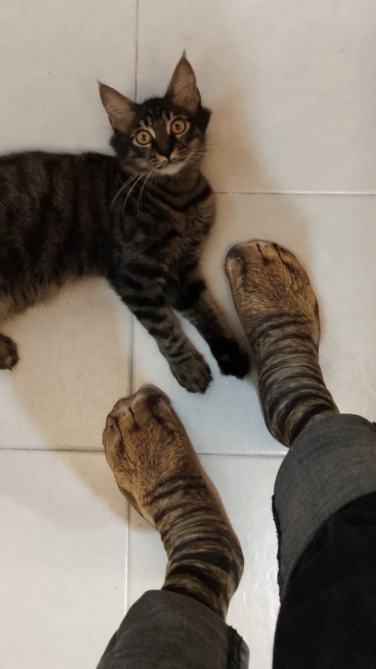 貓：天啊！你的腿怎麼了！（圖／Twitter＠bythefuckingway）