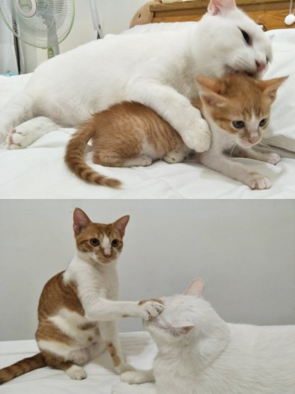 白貓太貪吃奴才惡搞幫牠「徵乾爹」網笑翻：想報名！