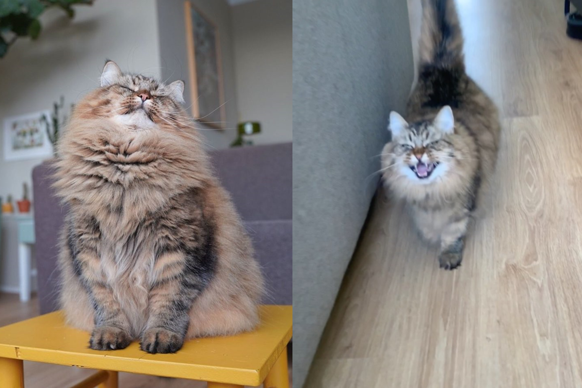 國外一隻長毛貓，看見窗外的鳥兒馬上轉移注意力。（圖／Instagram＠miesthecat）