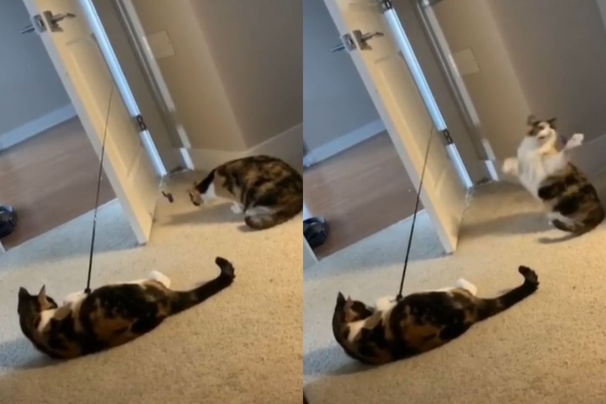 自己的同伴「自己逗」，貓咪聰明到讓人類懷疑自己的用處！（圖／TiKTok＠jossiethepussycat）