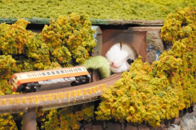 浪貓變「喵吉拉」侵略鐵道模型　老闆：牠們開心就好！
