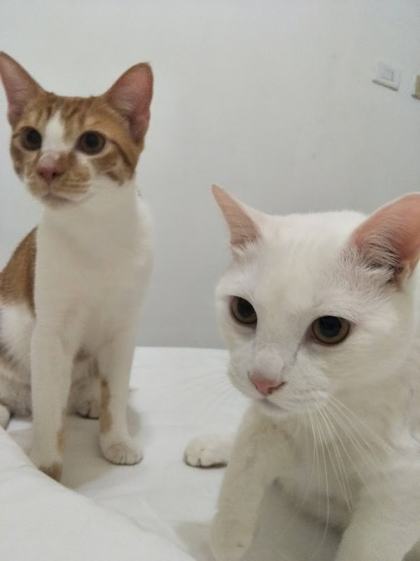 白貓太貪吃奴才惡搞幫牠「徵乾爹」網笑翻：想報名！